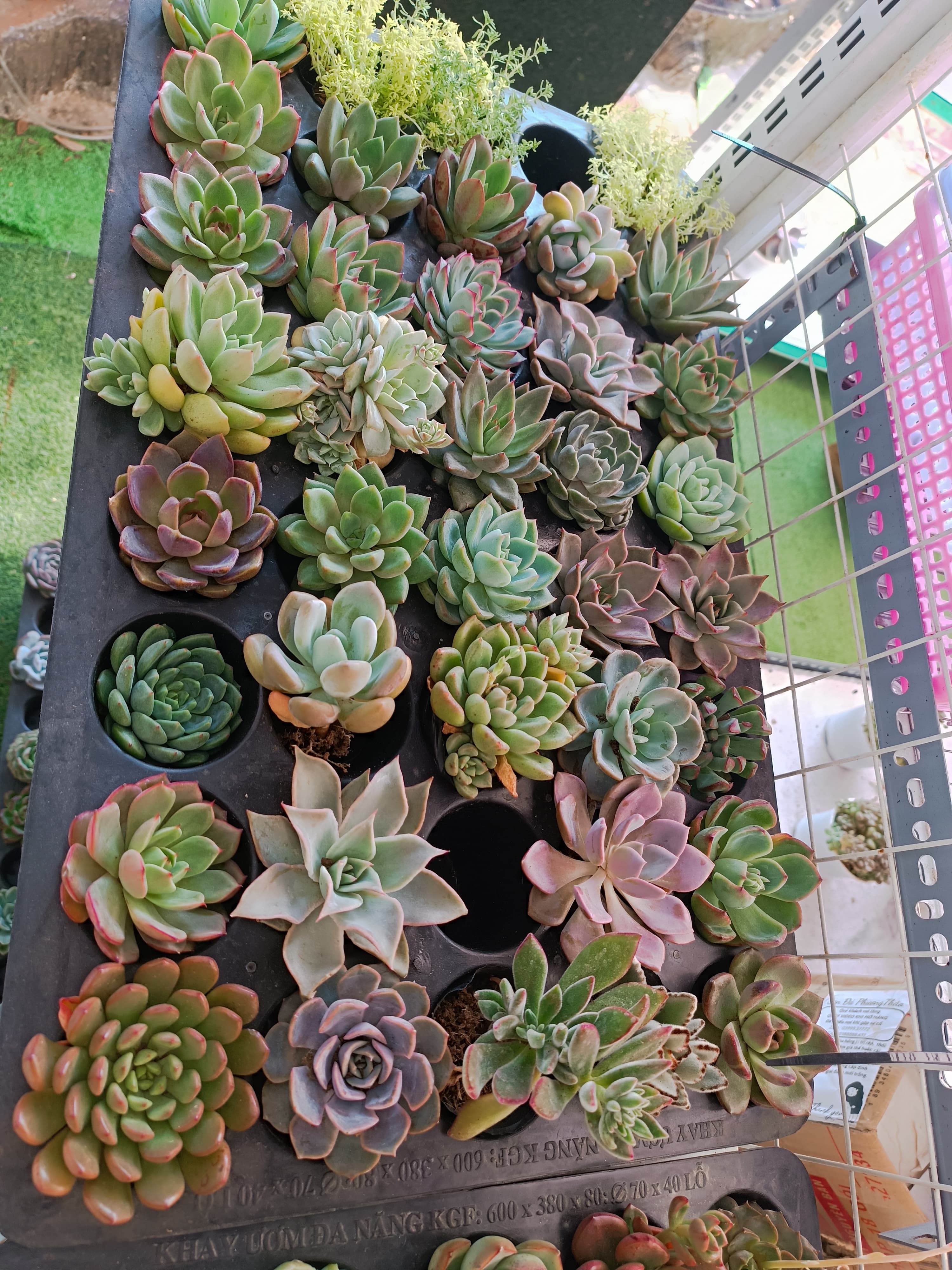 Combo 10 cây sen đá cúc cu size bầu ngẫu nhiên ảnh 3