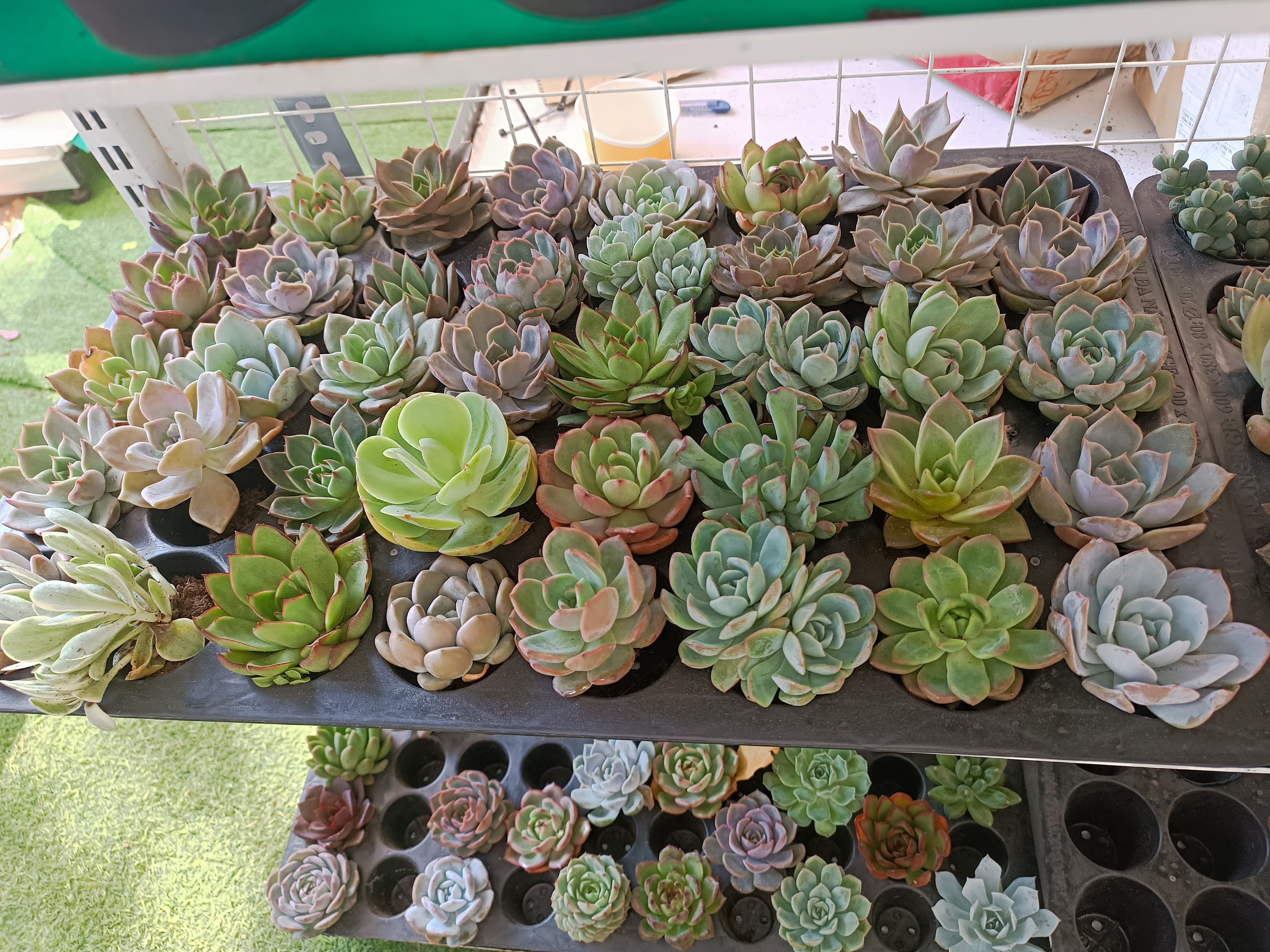 Combo 10 cây sen đá cúc cu size bầu ngẫu nhiên ảnh 4