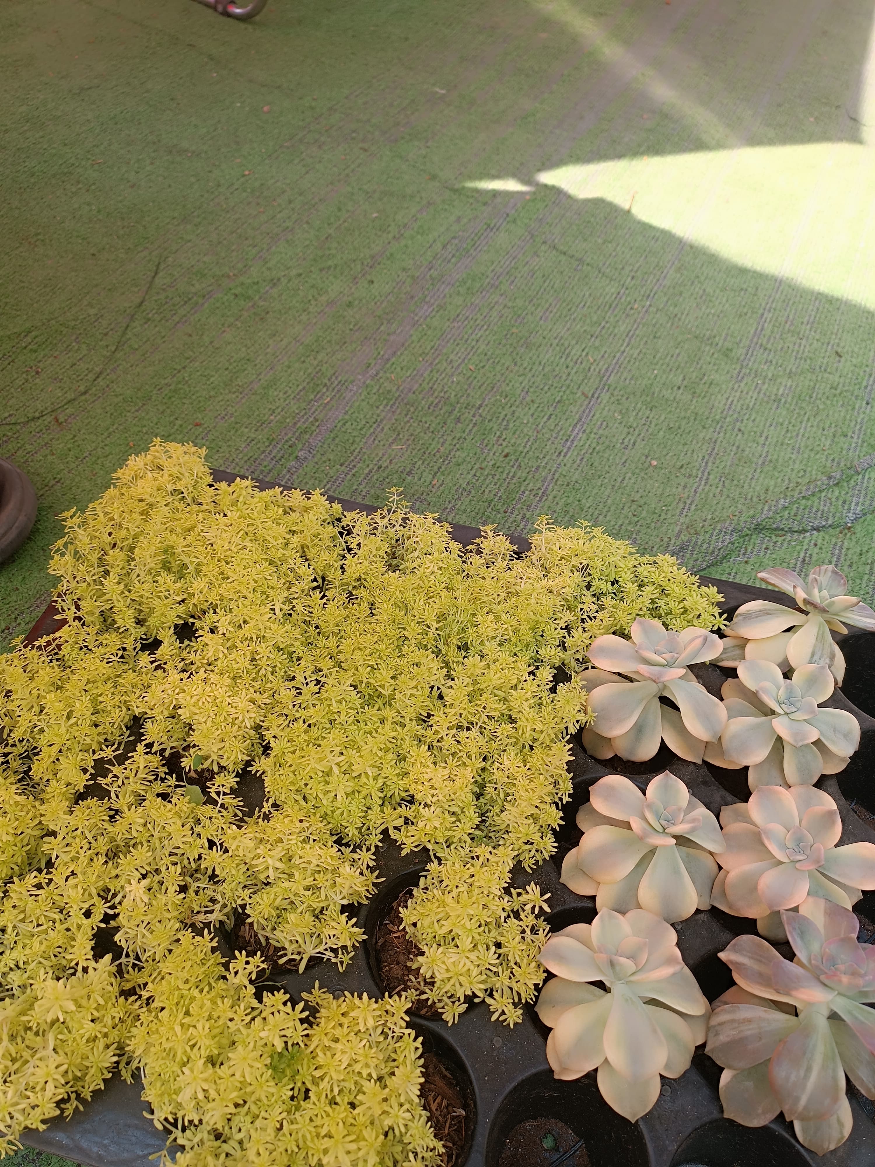 Combo 10 cây sen đá cúc cu size bầu ngẫu nhiên ảnh 5