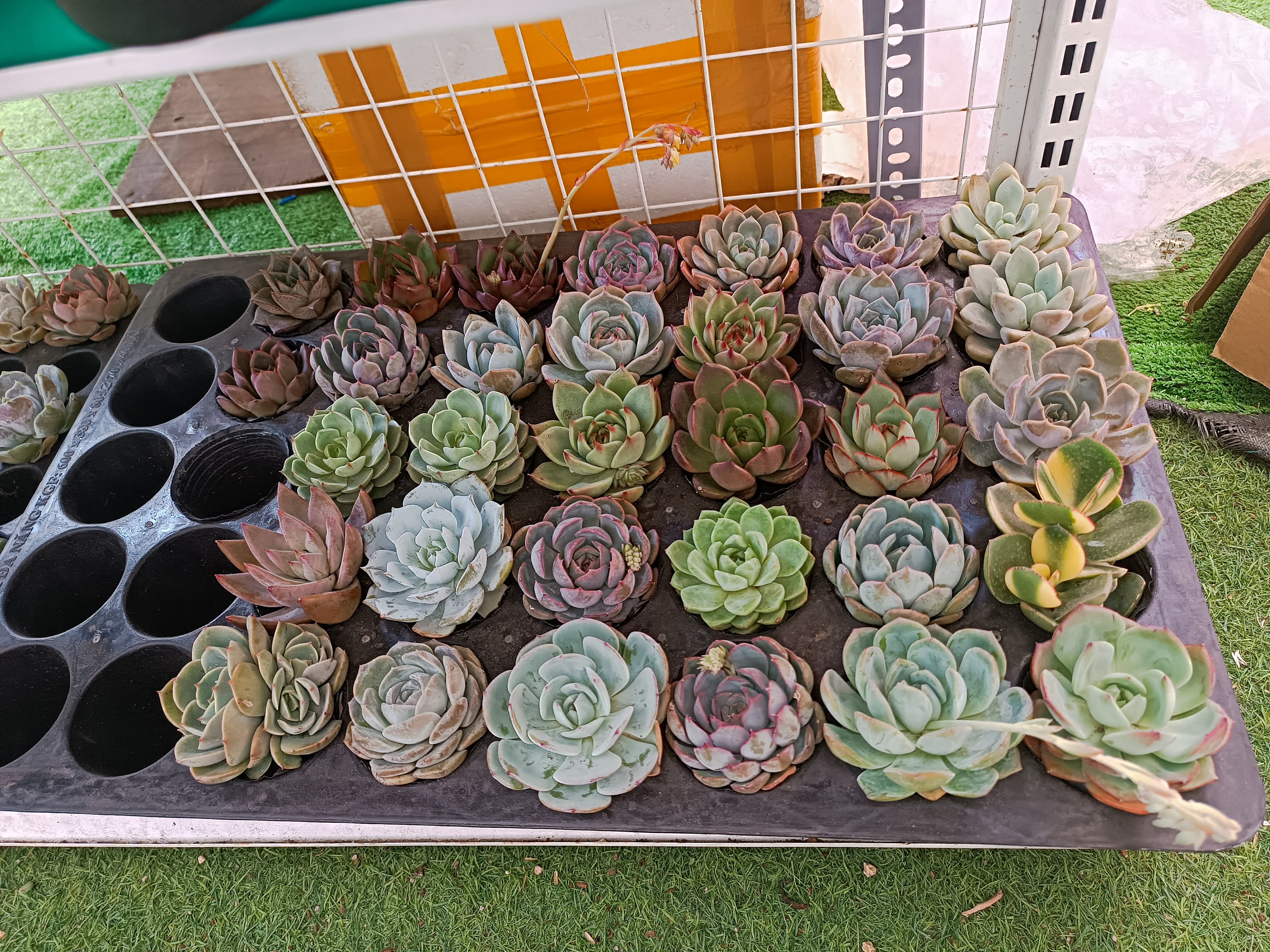 Combo 10 cây sen đá cúc cu size bầu ngẫu nhiên ảnh 6