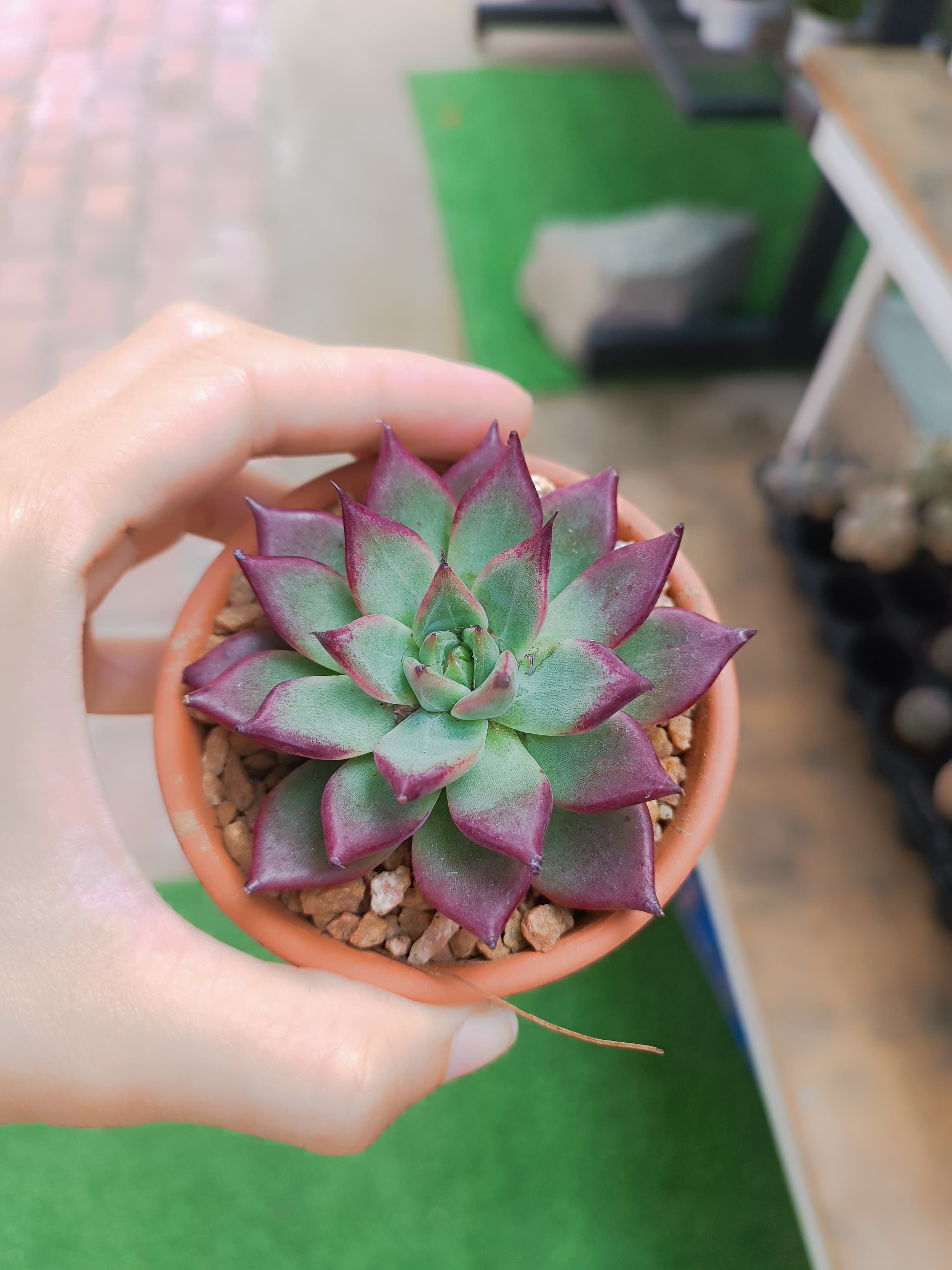 Sen đá pha lê đỏ kèm chậu đất nung 