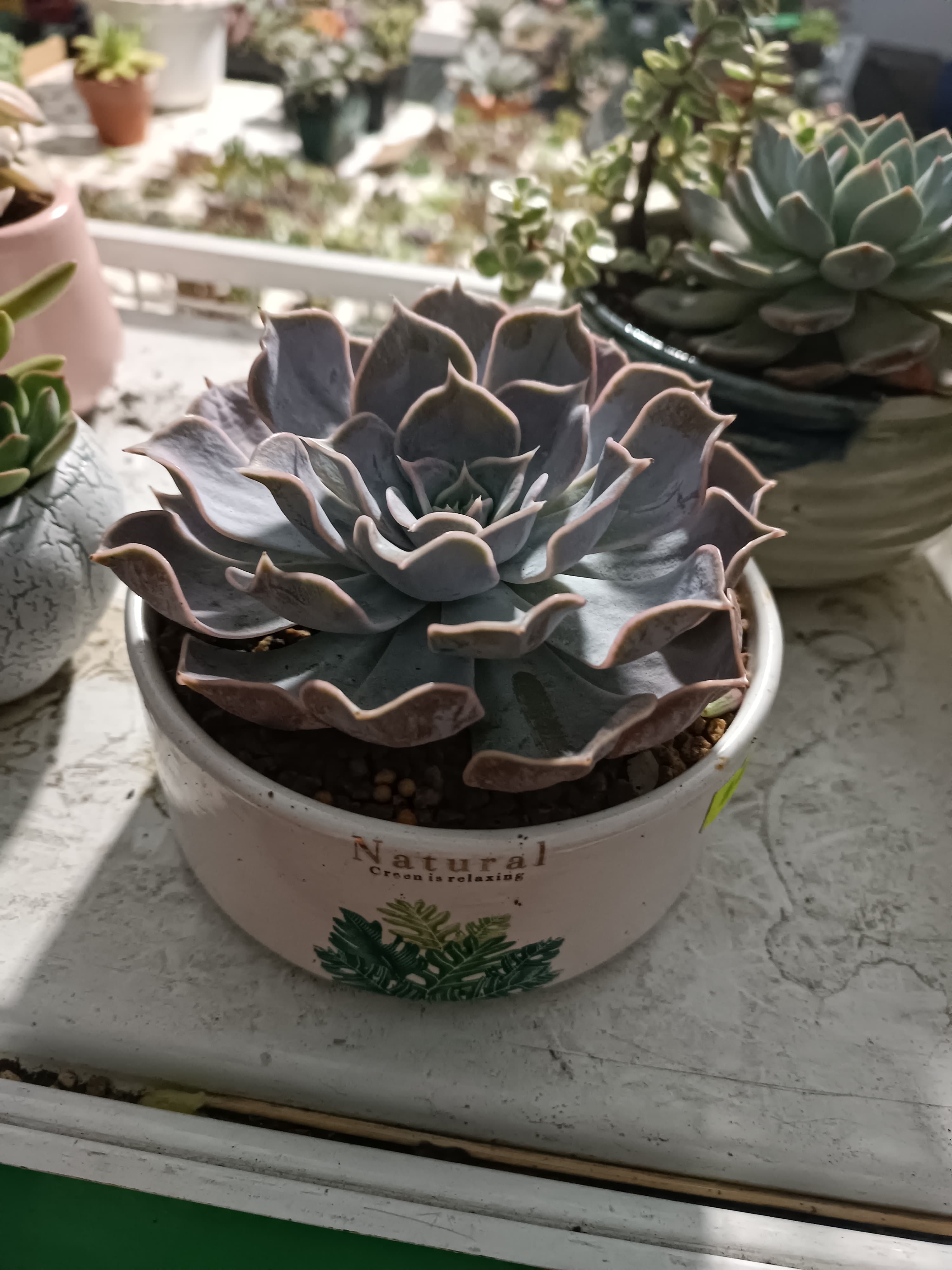 Hồng điệu lá dài kèm chậu sứ 