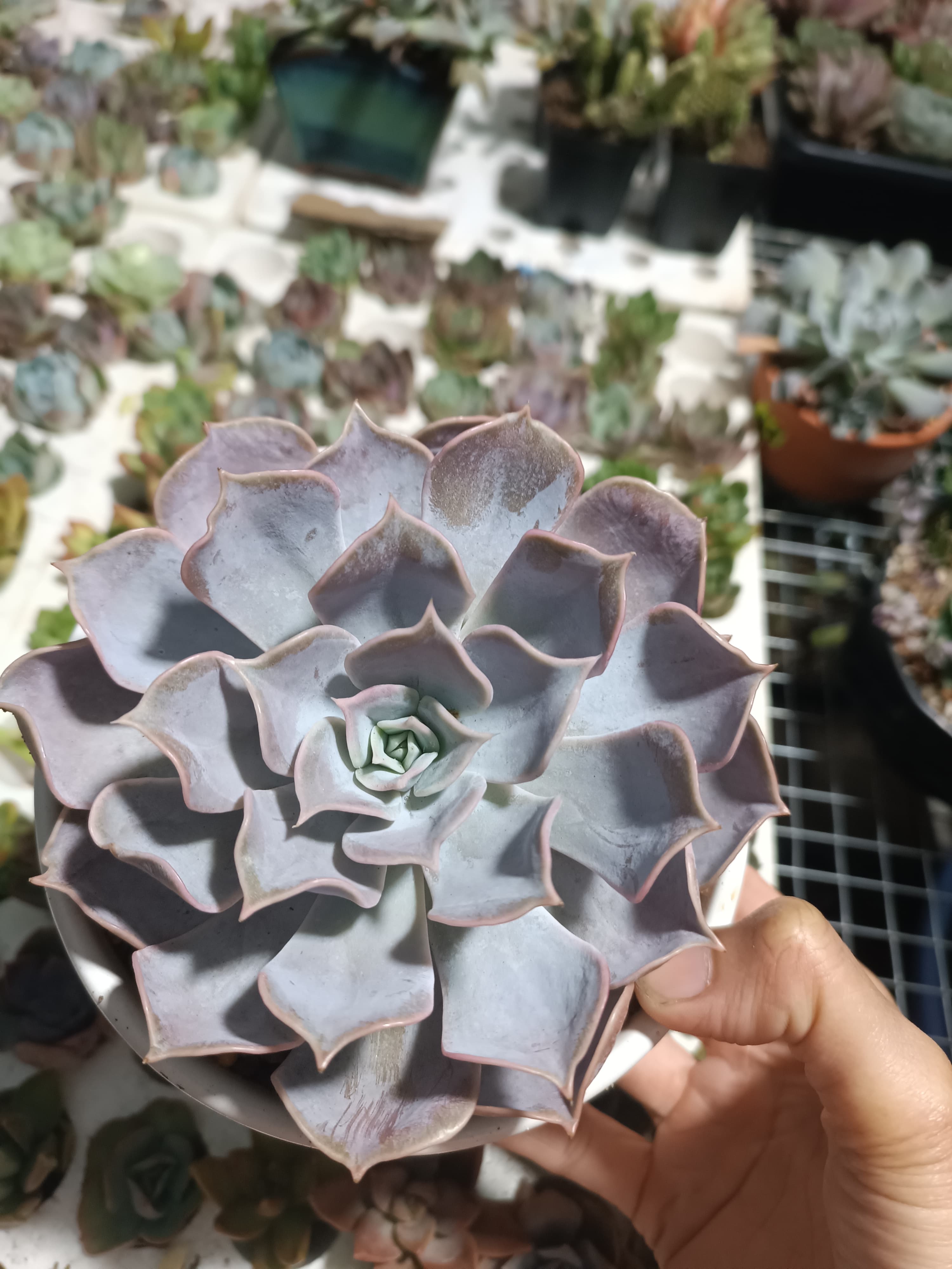 Hồng điệu lá dài kèm chậu sứ  ảnh 2