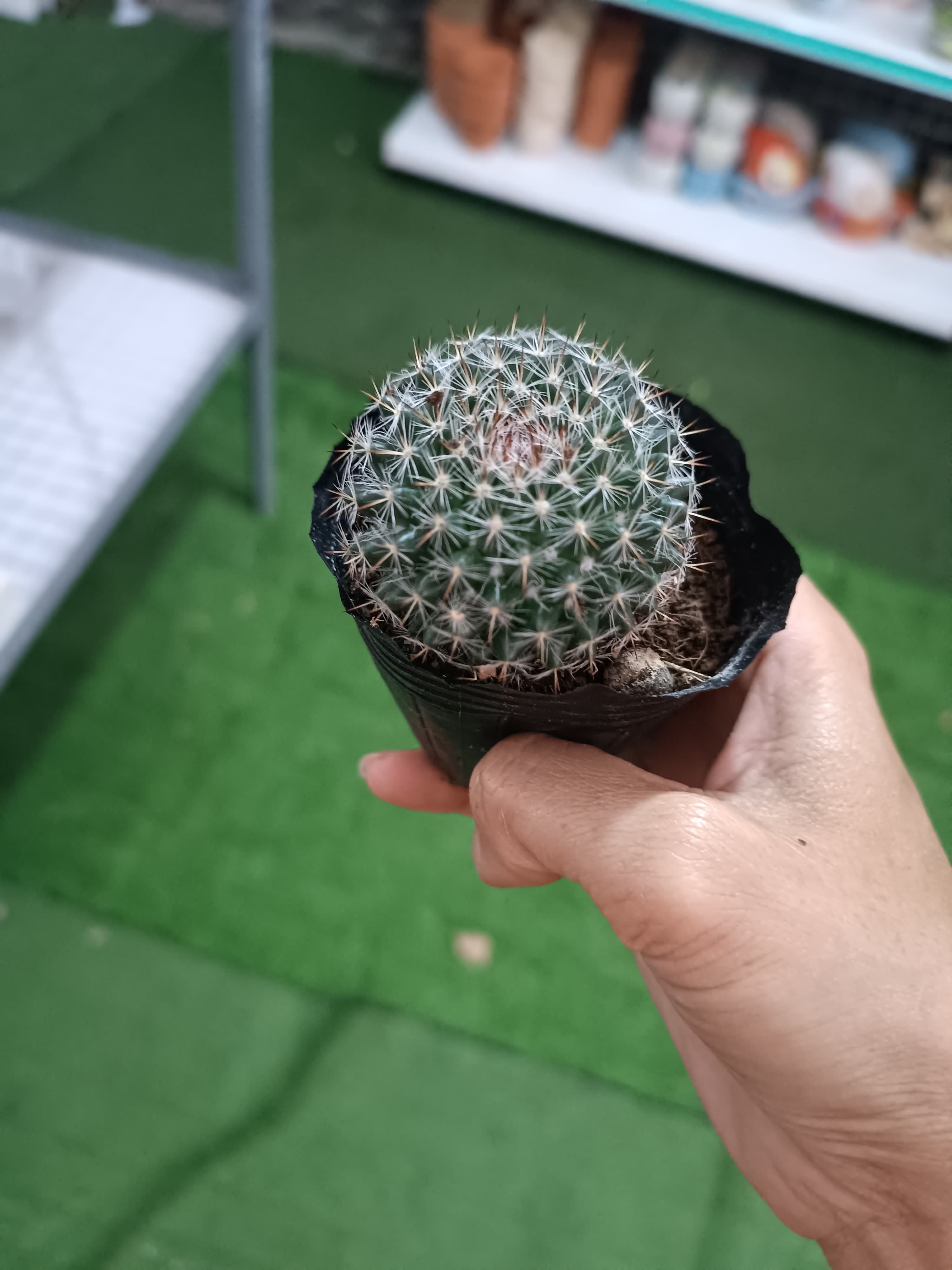 Combo 2 cây xương rồng bánh sinh nhật  ảnh 2