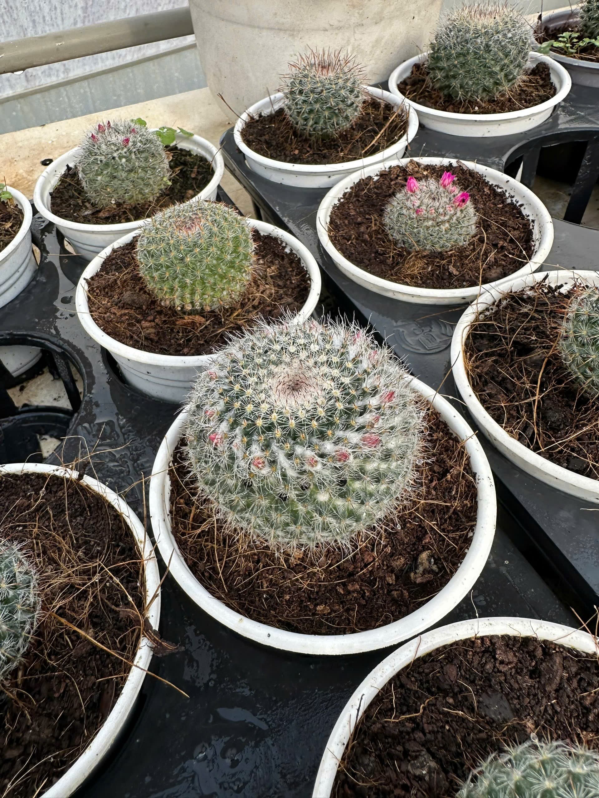 Combo 2 cây xương rồng bánh sinh nhật  ảnh 3