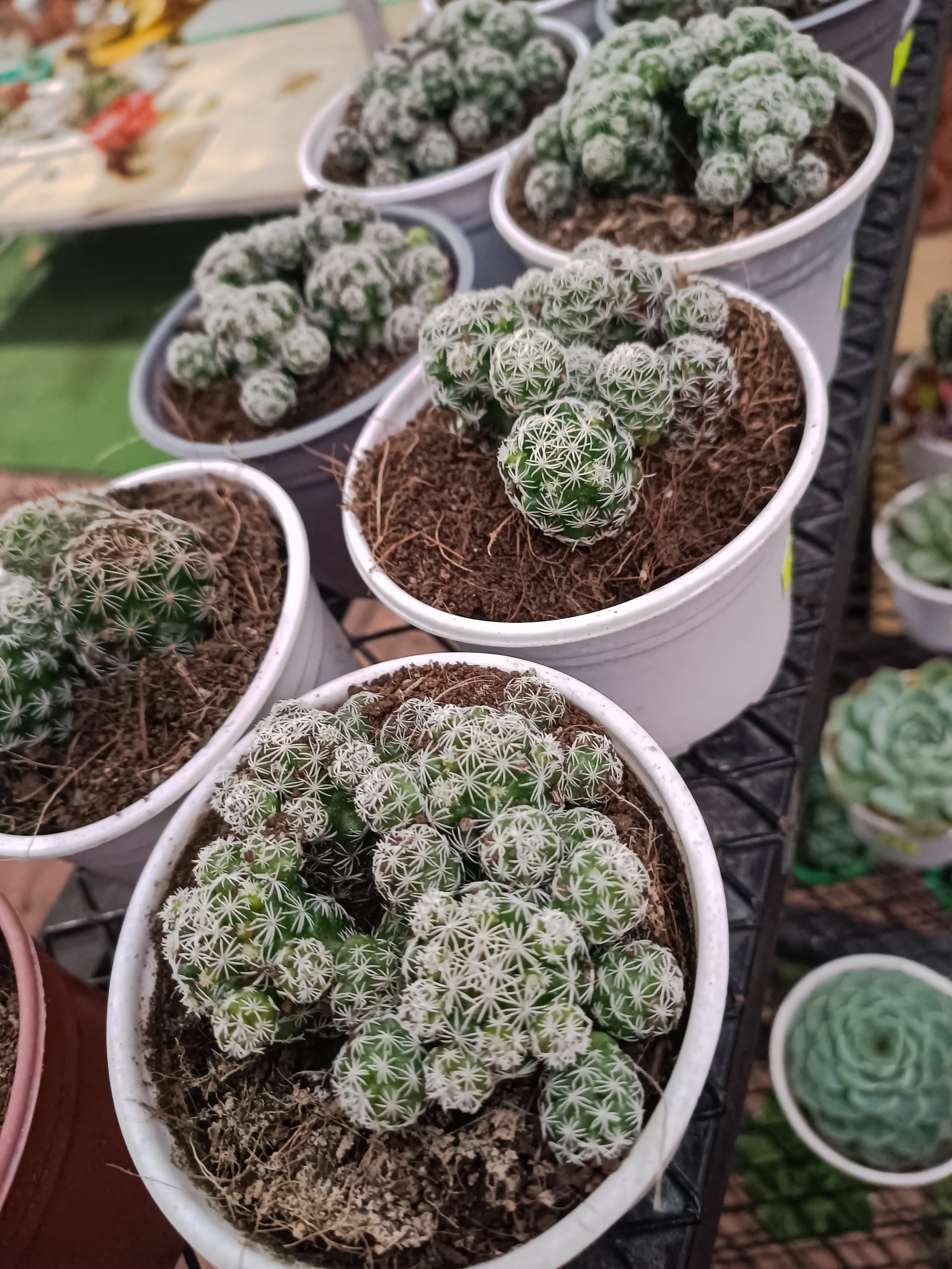 Xương rồng Trứng Chim size trung 