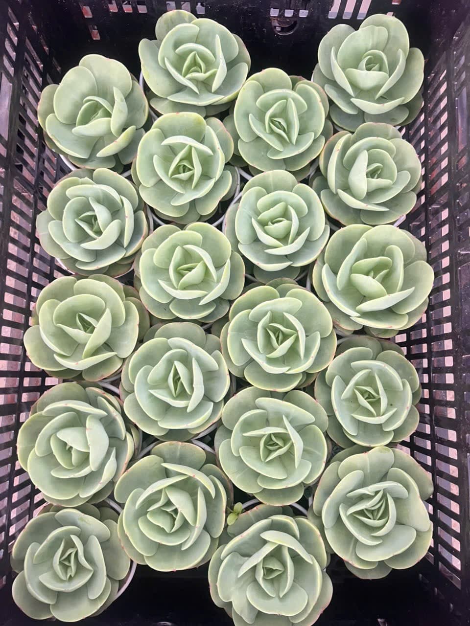 Ngẫu nhiên 3 cây sen đá size trung 