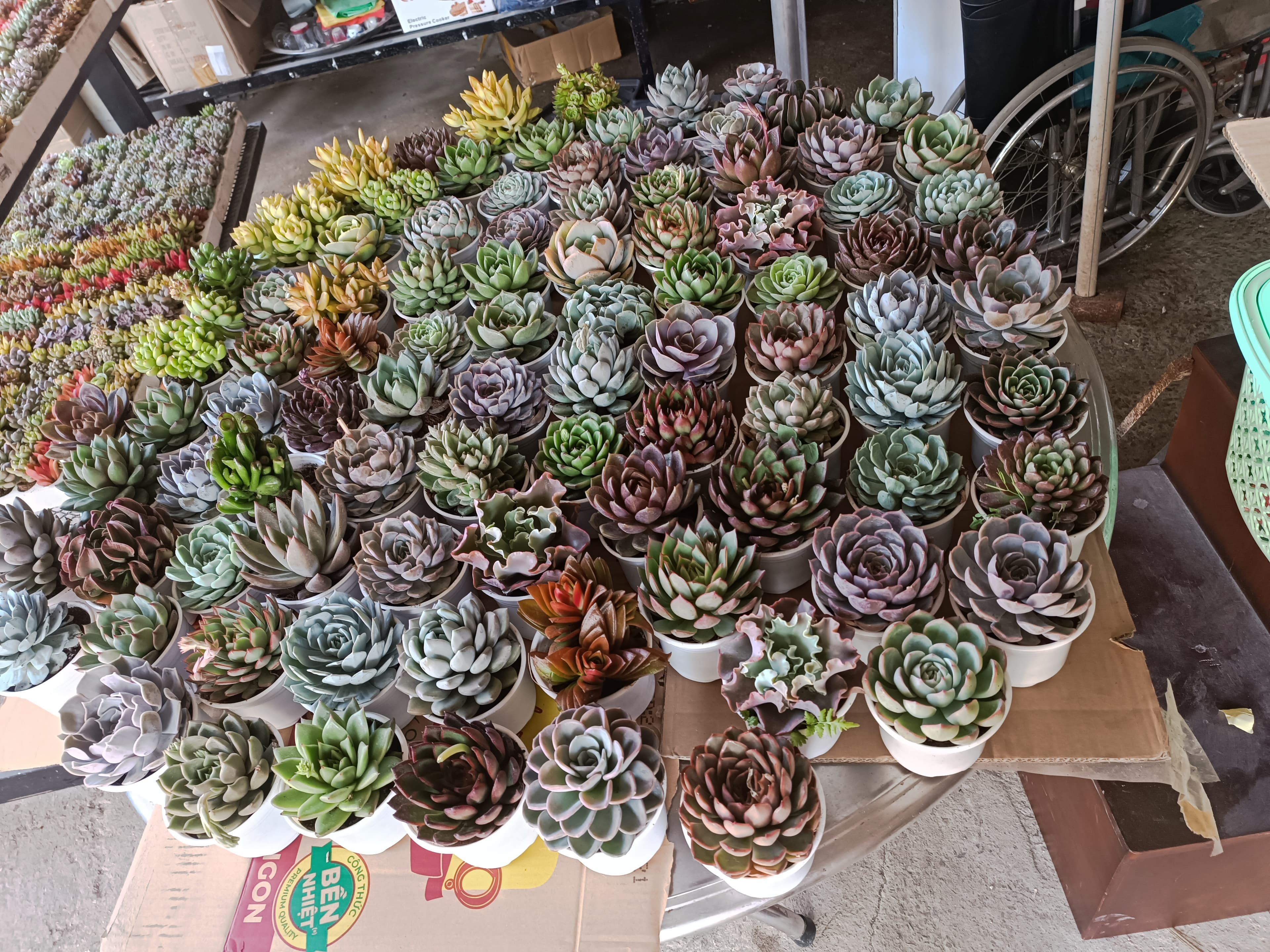 Ngẫu nhiên 3 cây sen đá size trung  ảnh 2