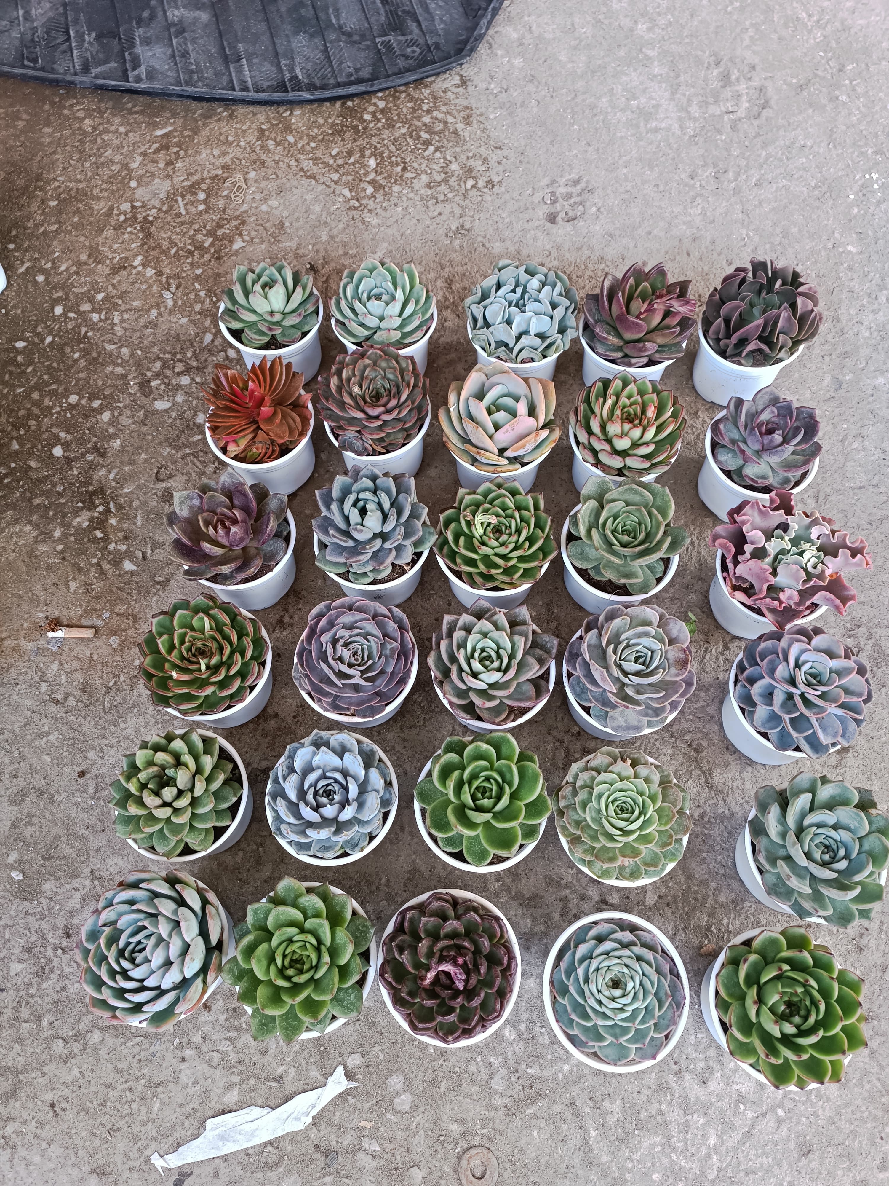 Ngẫu nhiên 3 cây sen đá size trung  ảnh 3