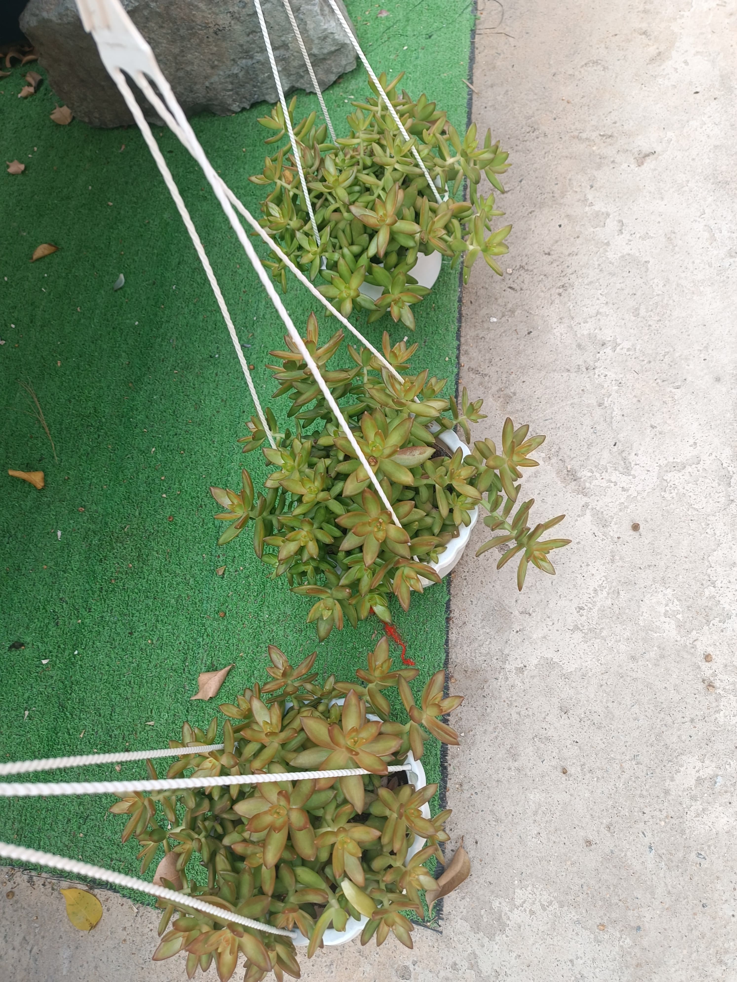 Chậu treo sen đá đá cam lớn 20x20x25 ảnh 2