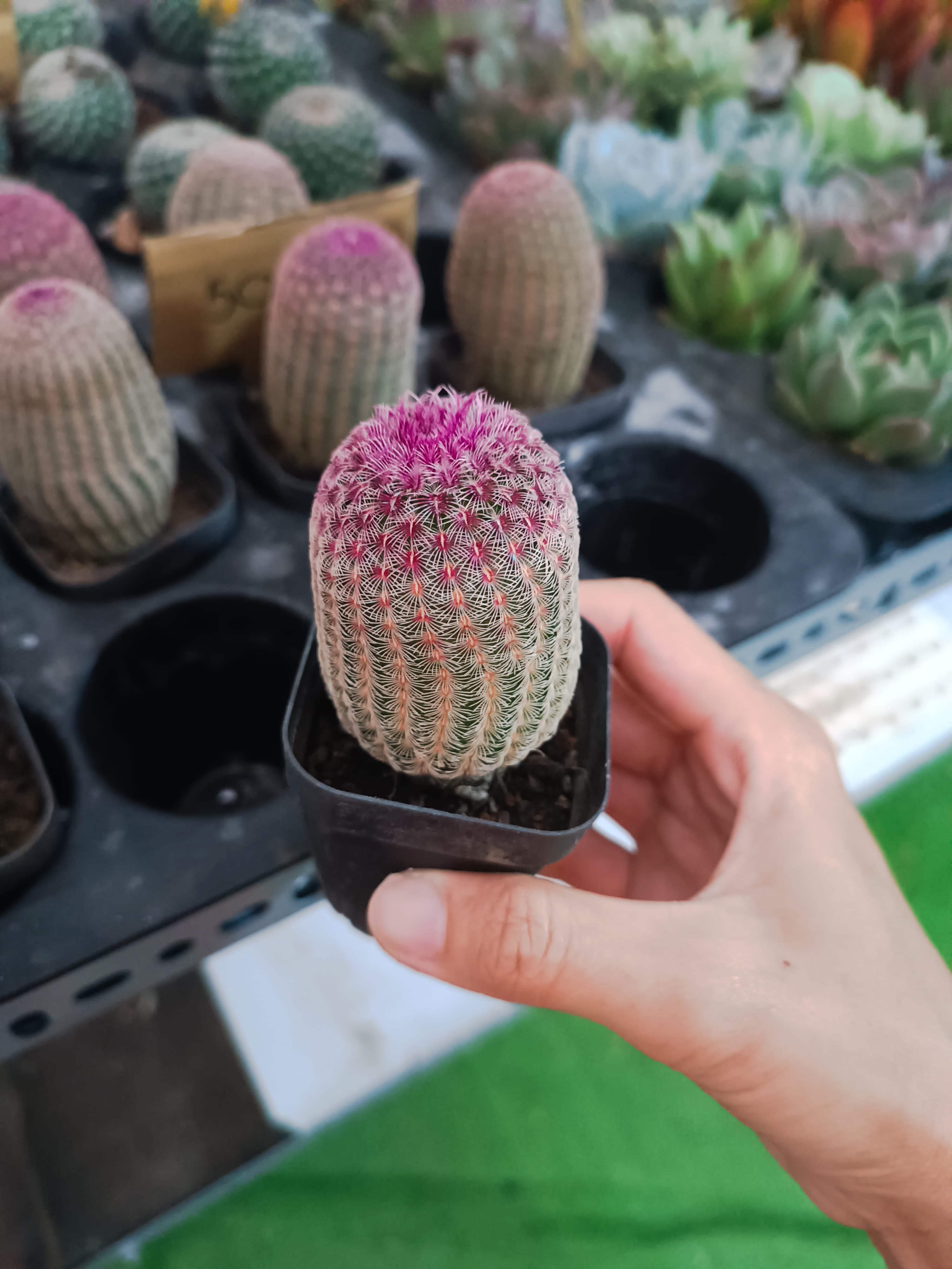 Xương rồng cầu vồng mini sứ nóng ảnh 2