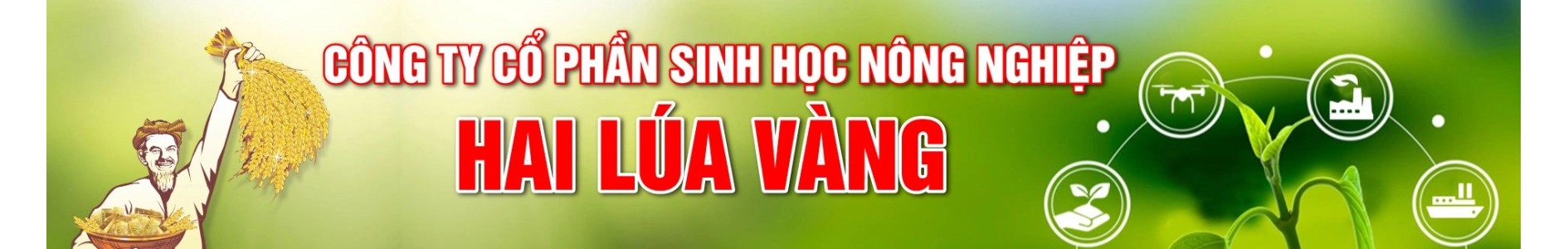 Banner Hai Lúa Vàng
